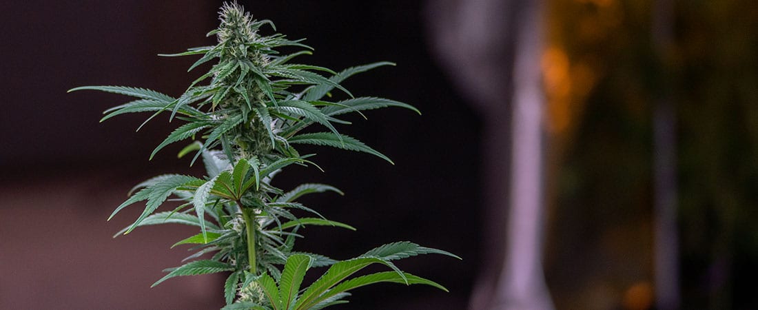 CBD as a food product