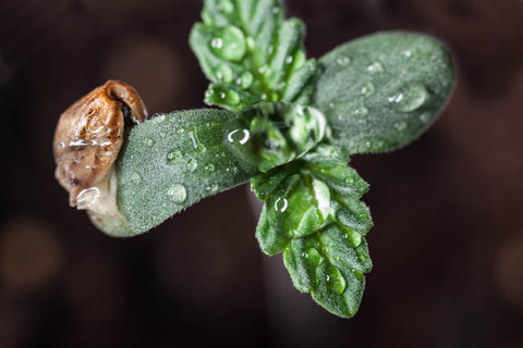 Die Geschichte und Entstehung von CBD-dominanten Cannabissorten