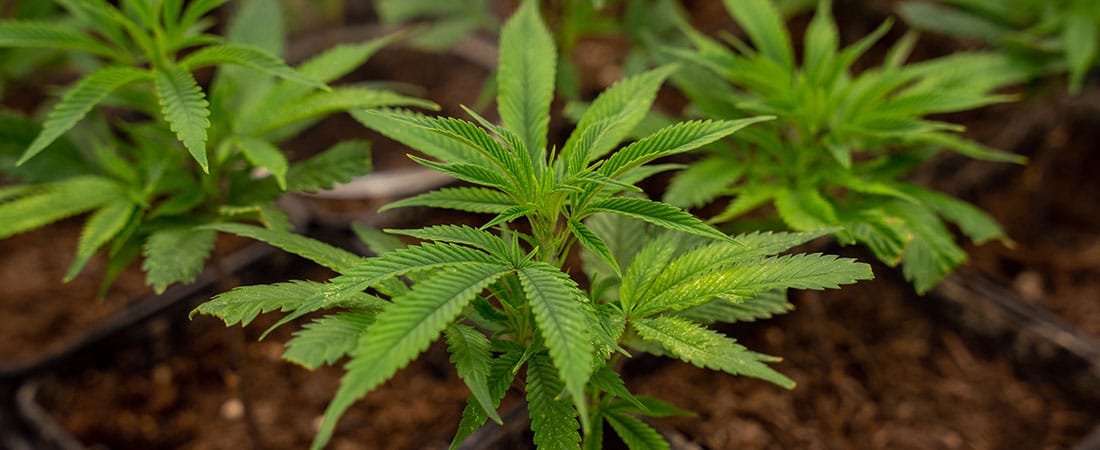 La storia della cannabis