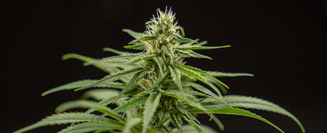 Huile de chanvre vs huile de CBD