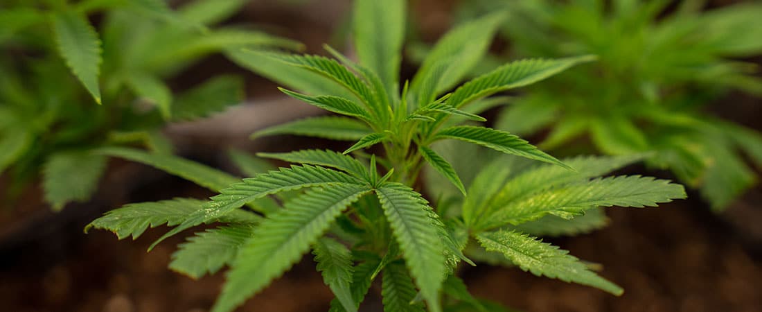 In Hongkong öffnet das erste CBD Café der Stadt seine Türen, trotz der Illegalität von Cannabis