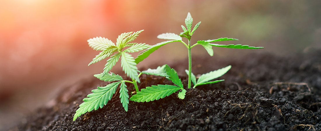 Guida per coltivatori di CBD per principianti