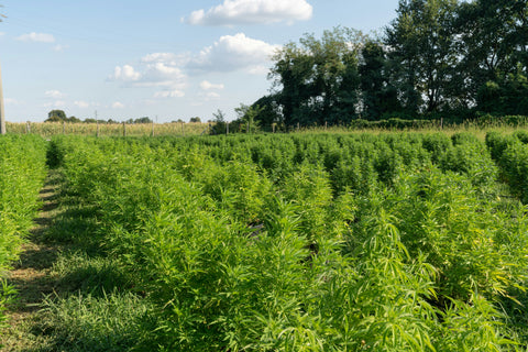 Die Geschichte des Hanfs in der Schweiz – von vergessenen Feldern bis in die CBD-Shops 🌱