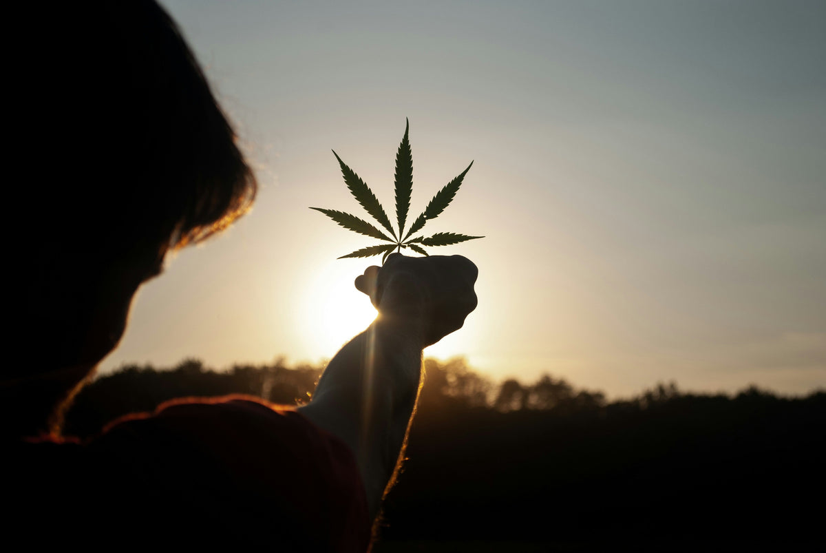 Le CBD comme aide au sevrage du cannabis (THC) : un soutien naturel grâce aux fleurs de CBD