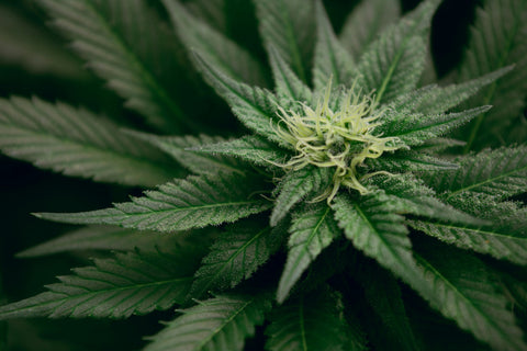 Ist CBD legal in der Schweiz – alles zur 1 %-Regel und mehr