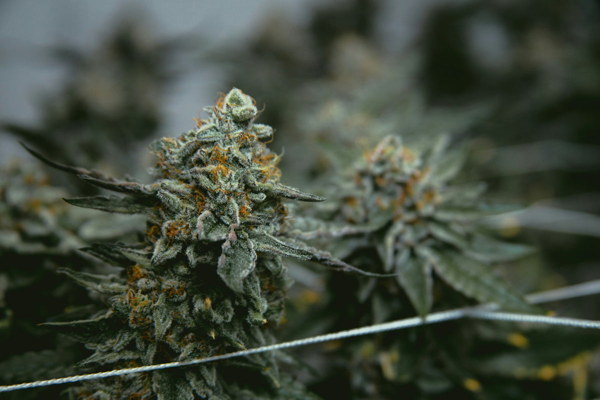Sustainability & Hemp Cultivation – How Green Is CBD Really?