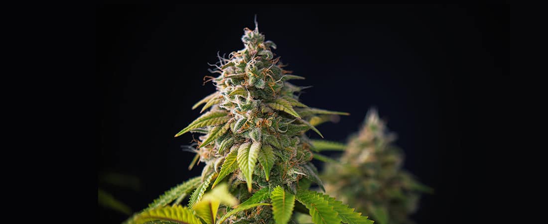 Does CBD cause addiction?