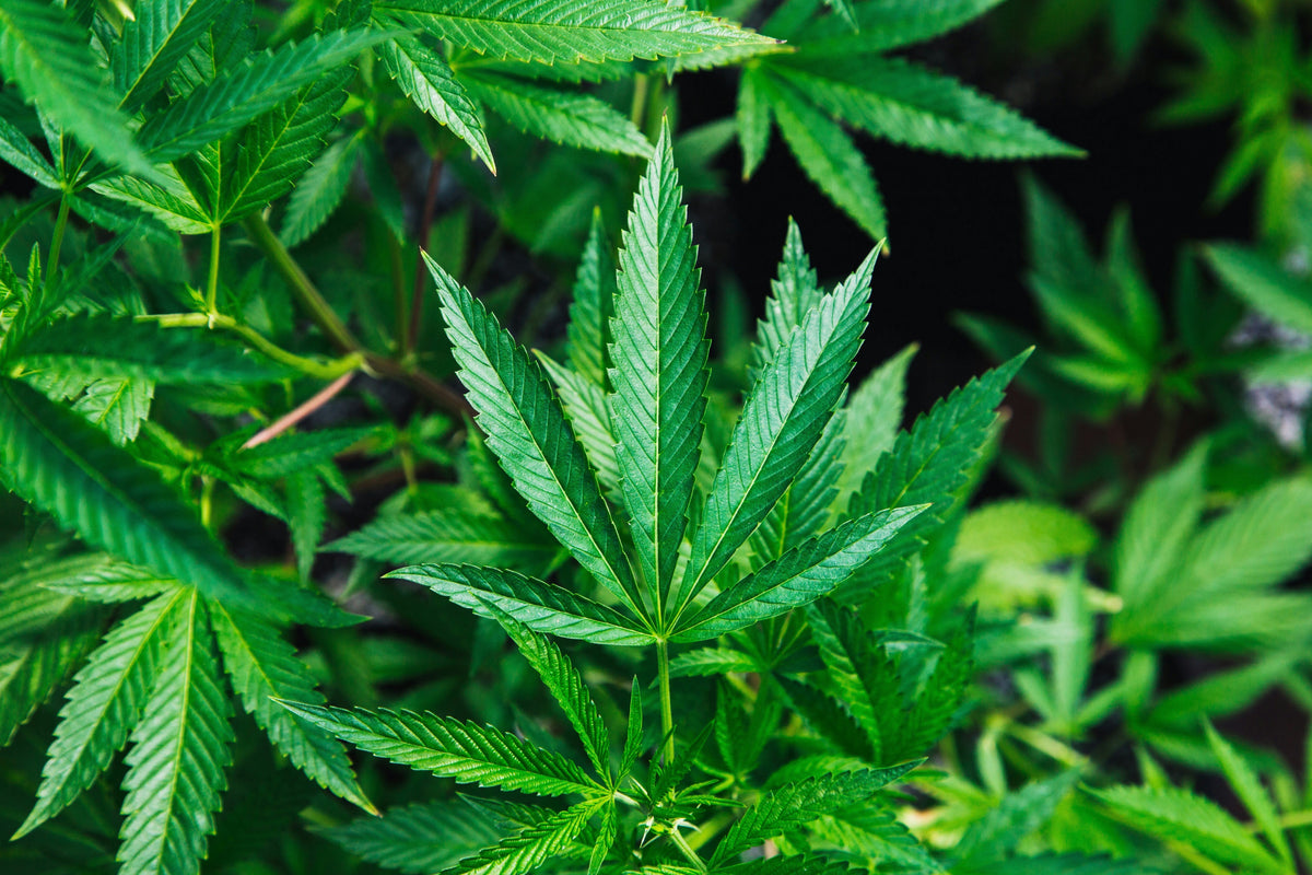 Top 5 Myths About CBD – And What Is Really True
