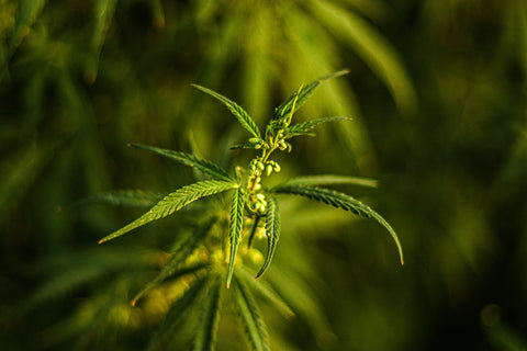 Was kommt nach CBD? CBN, Terpene und neue Trends im Überblick