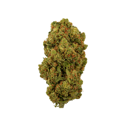 Amnesia Haze CBD Blüten von Green Passion – hochwertige Indoor-Cannabisblüte aus der Schweiz, mit intensiven Aromen und perfektem Trocknungsgrad.