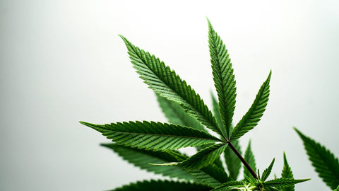 Dosierung & Anwendung – Dein Guide für CBD-Öl, Blüten und Vapes