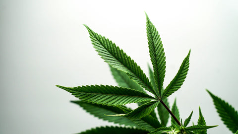 Dosierung & Anwendung – Dein Guide für CBD-Öl, Blüten und Vapes
