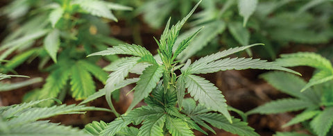 CBD Erfahrungen eines Journalisten