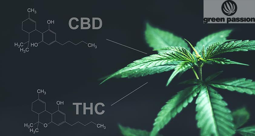 Scegli fiori di cannabis ad alto contenuto di CBD o THC?