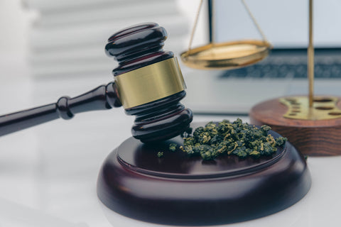 Es braucht eine Neuausrichtung der Cannabispolitik in der Schweiz
