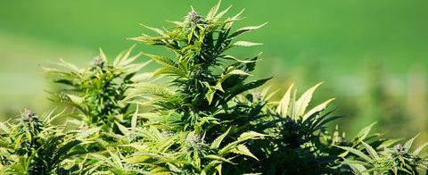 Über Cannabis & CBD