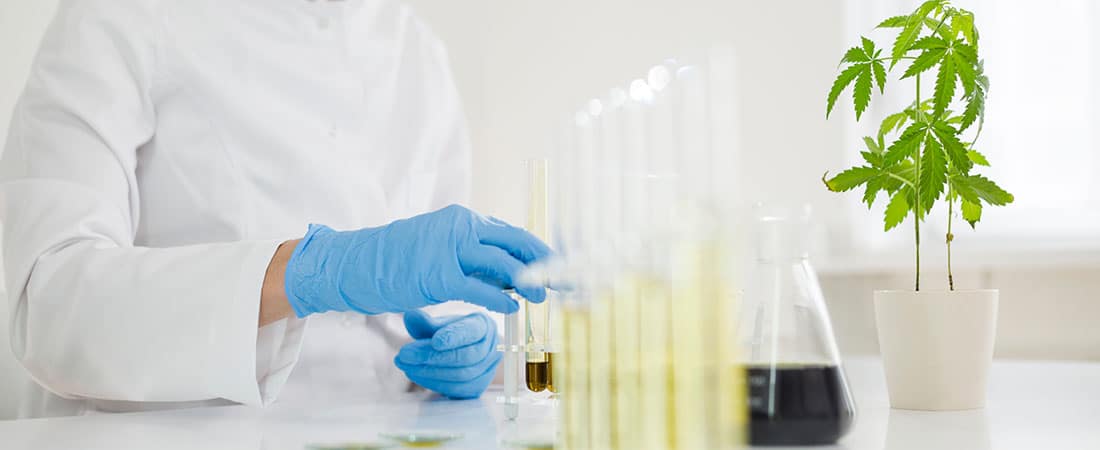 Zustimmung vom Ständerat für Studien zur kontrollierten Abgabe von Cannabis