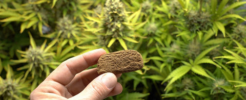 CBD Hasch legal in der Schweiz