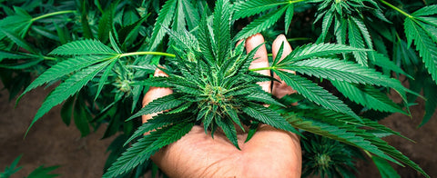 CBD Blüten in Frankreich ab sofort legal