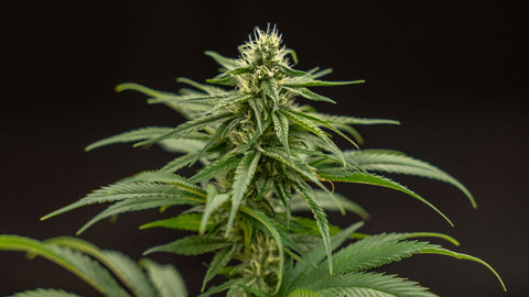 Welches ist das beste CBD Gras? Greenpassion.ch ist Testsieger beim CBD-Test von Tilllate.ch