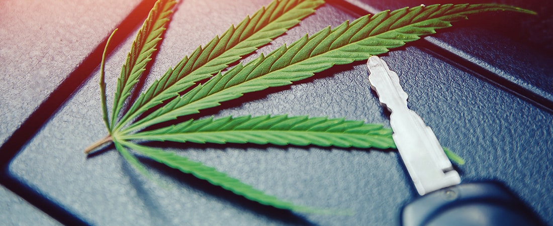 CBD  Einfluss beim Autofahren  Green Passion