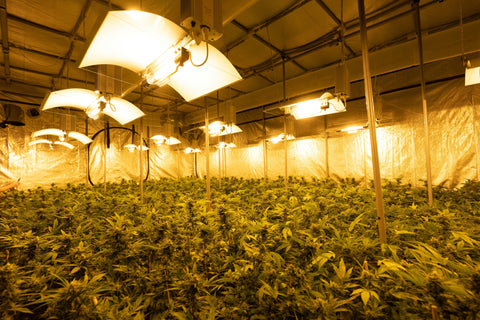 Interview mit einem CBD-Nutzer – THC-Konsum zum Wohlfühlpunkt