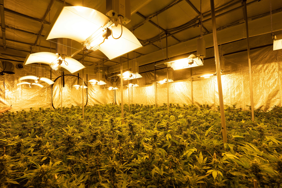 Interview mit einem CBD-Nutzer – THC-Konsum zum Wohlfühlpunkt