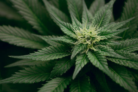 Nahaufnahme einer grünen Cannabis-Pflanze mit Blüte und charakteristischen Blättern in der Blütephase