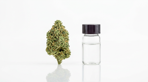 CBD-Hanfblüte neben einem Laborglas auf weißem Hintergrund
