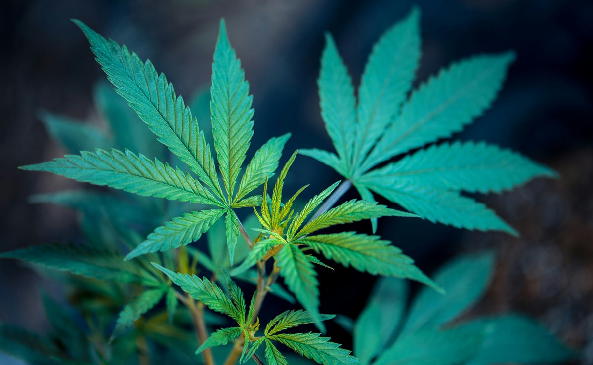 I 5 errori più comuni dei principianti nell’uso del CBD e come evitarli