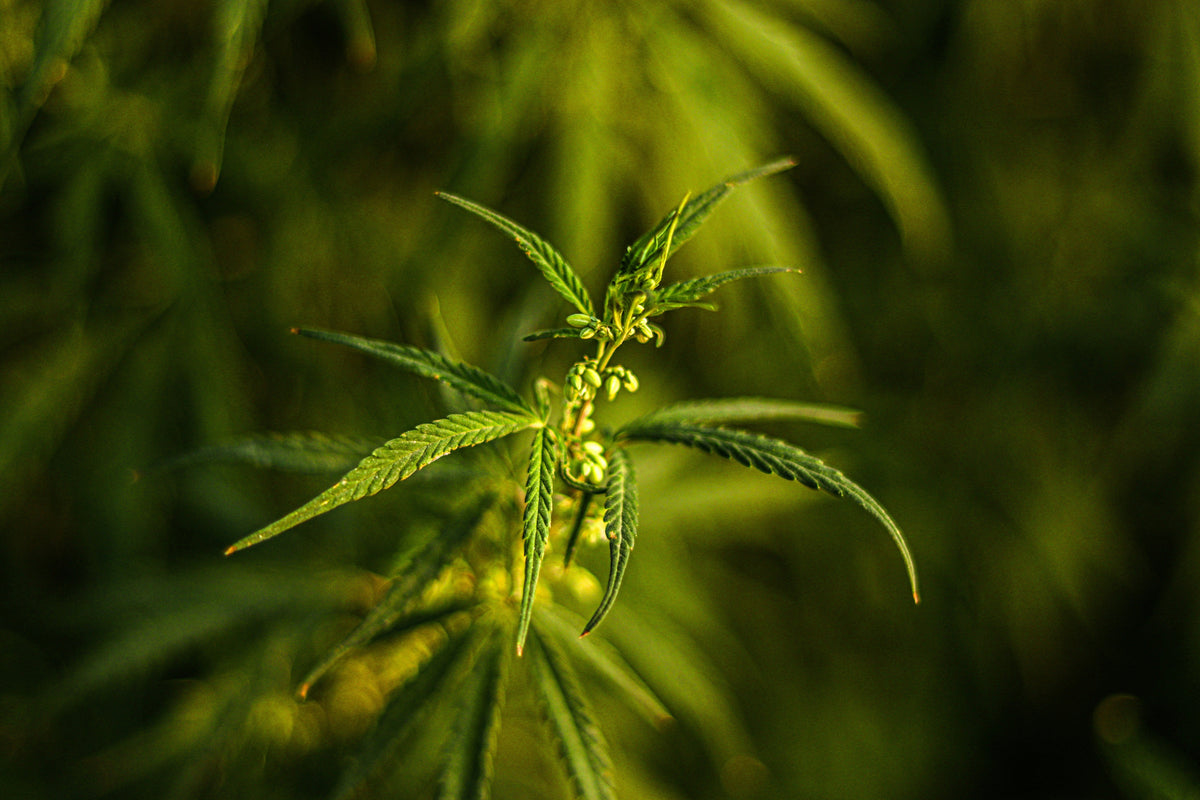 Was kommt nach CBD? CBN, Terpene und neue Trends im Überblick