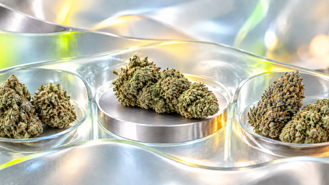 Welches ist das beste CBD Gras? Greenpassion.ch ist Testsieger beim CBD-Test von Tilllate.ch