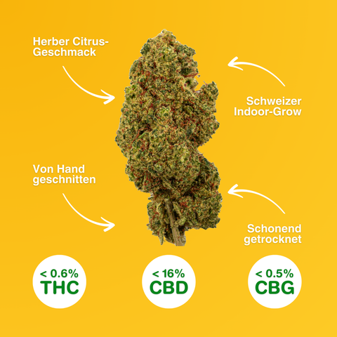 Lemon Passion - CBD Blüten Indoor