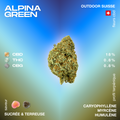 Bourgeon de cannabis Alpina Green avec 18% de CBD, 0,8% de THC et CBG, saveur sucrée et terreuse, profil terpénique avec caryophyllène, myrcène et humulène.
