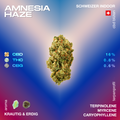 Amnesia Haze CBD Blüte mit 16% CBD, 0.8% THC und 0.6% CBG, Schweizer Indoor, krautig und erdig im Aroma, mit Terpenen Terpinolene, Myrcene, Caryophyllene.