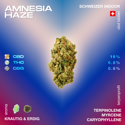 Amnesia Haze CBD Blüte mit 16% CBD, 0.8% THC und 0.6% CBG, Schweizer Indoor, krautig und erdig im Aroma, mit Terpenen Terpinolene, Myrcene, Caryophyllene.