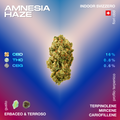 Amnesia Haze fiore CBD con profilo terpenico di terpinolene, mircene e cariofillene. Contenuto: 16% CBD, 0,8% THC, 0,6% CBG. Gusto erbaceo e terroso.