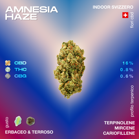Amnesia Haze fiore CBD con profilo terpenico di terpinolene, mircene e cariofillene. Contenuto: 16% CBD, 0,8% THC, 0,6% CBG. Gusto erbaceo e terroso.