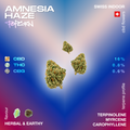 Amnesia Haze Popcorn CBD buds with terpene profile and cannabinoid content displayed on a colorful background.