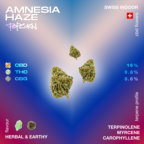 Amnesia Haze Popcorn CBD buds with terpene profile and cannabinoid content displayed on a colorful background.