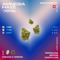 Amnesia Haze Popcorn con fiori di cannabis su sfondo sfumato, con percentuali di CBD, THC, CBG e profilo terpenico indicati.
