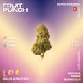 Infiorescenza di cannabis CBD Fruit Punch con profilo terpenico dolce e fruttato, contenente 17% CBD, 0.8% THC e 0.9% CBG, coltivata in serra svizzera.