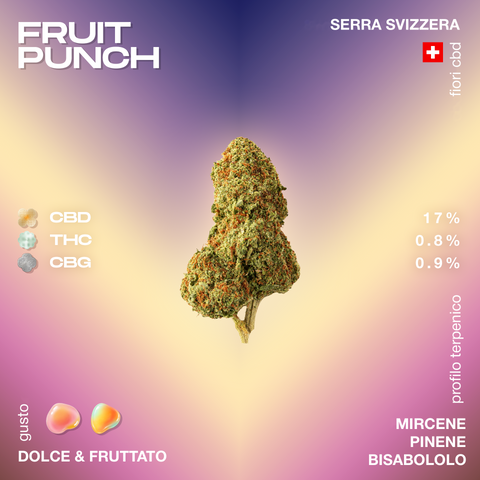 Infiorescenza di cannabis CBD Fruit Punch con profilo terpenico dolce e fruttato, contenente 17% CBD, 0.8% THC e 0.9% CBG, coltivata in serra svizzera.