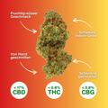 Fleurs de CBD Fruit Punch au parfum fruité, coupées à la main, issues de culture indoor suisse, séchées en douceur, <17 % de CBD, <0,8 % de THC/CBG.