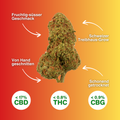 CBD Blüte Fruit Punch aus Schweizer Treibhaus, handgeschnitten, fruchtig-süß, mit <17% CBD, <0,8% THC und <0,9% CBG, schonend getrocknet.
