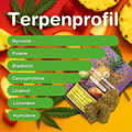 Fruit Punch CBD Blüten in bunter Verpackung mit Cannabisblatt, umgeben von Ananas, Himbeeren und Pfirsichen, zeigt Terpenprofil auf orangem Hinterg…
