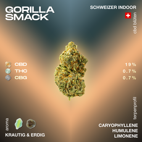 CBD Blüte Gorilla Smack mit 19% CBD, 0.7% THC und 0.7% CBG. Aroma: krautig und erdig. Terpenprofil: Caryophyllene, Humulene, Limonene.