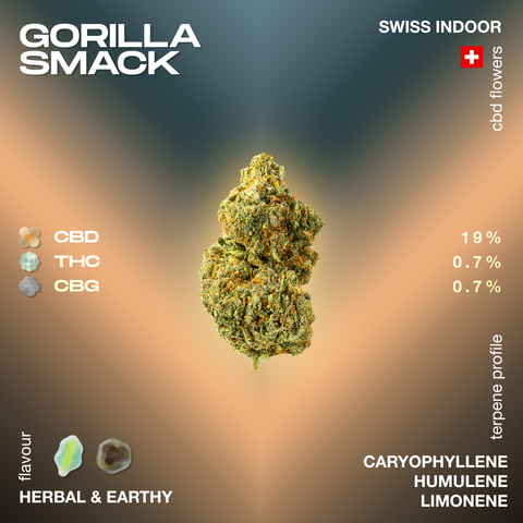 Image of a Gorilla Smack CBD flower with details on CBD, THC, and CBG content, flavor profile, and terpenes.