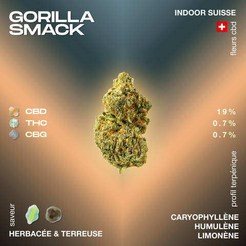 Fleur de CBD Gorilla Smack avec un profil de terpènes comprenant caryophyllène, humulène et limonène, saveur herbacée et terreuse, 19% CBD, 0.7% THC, 0.7% CBG.