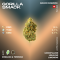Fiore di cannabis Gorilla Smack con profilo terpenico di cariofillene, umulene e limonene. Contiene 19% CBD, 0.7% THC e 0.7% CBG.